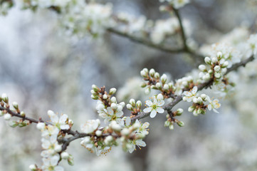 Obraz premium Sloe Blossoms