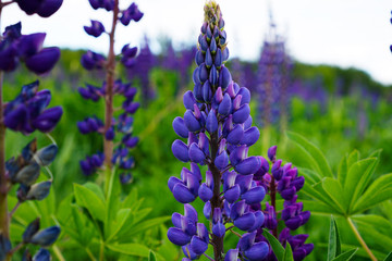 Blooming lupines in the field