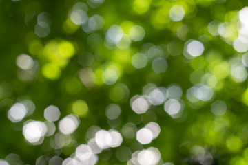 Fototapeta premium Natural bokeh background with green leaves of trees and sky.