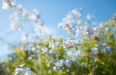 Flowers and sky 