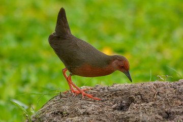 Ruddy-breasted Crake