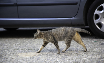 Cats abandoned street
