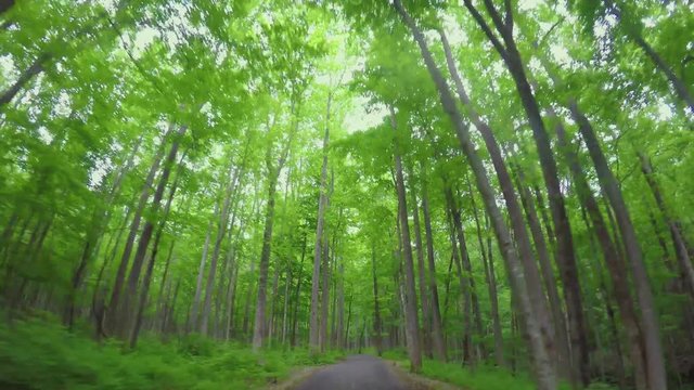 158 slow drive Deep in the forest tall trees