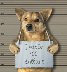 The bad dog stole 100 dollars. He was arrested for it.  Lineup background.