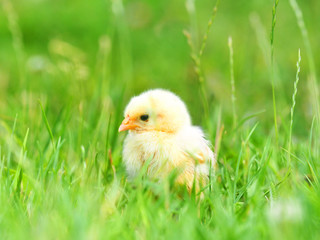 Little chicken in green grass