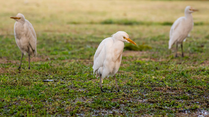 White heron trio