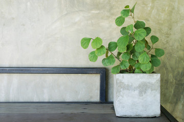 Decorative Green Leaf Plant in Square Cement Pot on Wooden Bench with Grey Plaster Wall Background