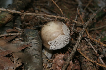 funghi2015