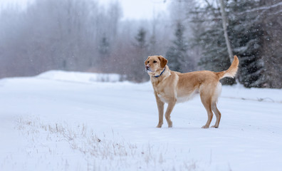 Labrador Dog in Winter Landscape with Snow Falling
