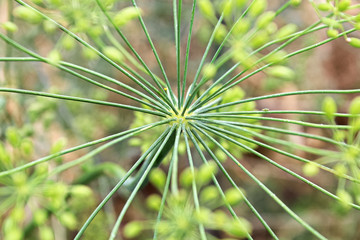 The center of a green dill umbel cluster