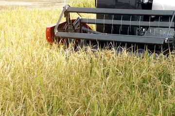 Rice Harvesting Machine in the Field