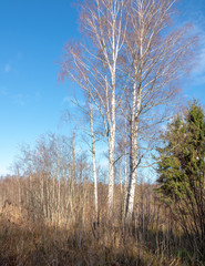 three large birches with bushes in an overgrown ditch; Autumn landscape in rural area with old brown grass and trees, blue sky
