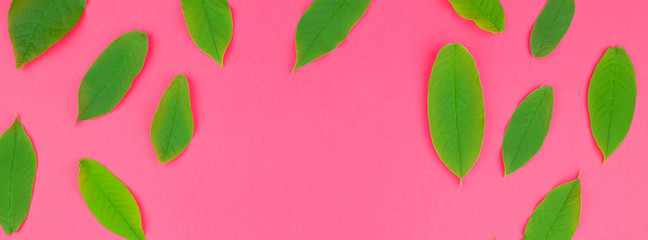 Flat lay pattern with fresh green leaves