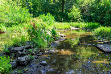 Small river in green forest at summer