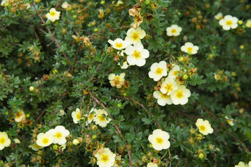 Potentilla fruticosa primrosa beauty yellow pale flowers with green