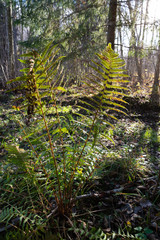 empty forest in autumn, sun shines on fern; the rotten wood is lying around it in the ground;