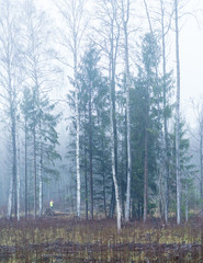 autumn forest landscape fog; there are some deciduous trees and spruce on the edge of the clearing; mystical view