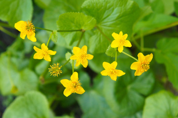 Caltha palustris or marsh-marigold or kingcup yellow flowers with green