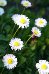 Obraz na płótnie Canvas Bellis perennis lawn daisy white flowers 