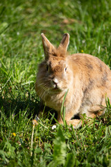 Brauner Hase hüpft fröhlich durch eine Wiese