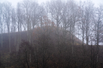 Fototapeta na wymiar bushes, large trees and hill, dark autumn day, all in the fog