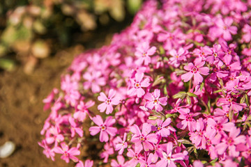 Obraz premium background beautiful live flowers