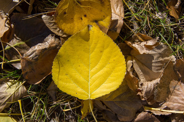 Gelbes Herbstblatt auf dem Boden