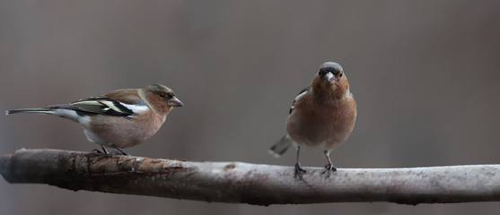 Two finches sitting on one branch on a brown blurred background...