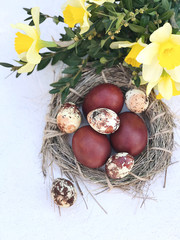 Composition with colored brown chicken and quail eggs in the nest.