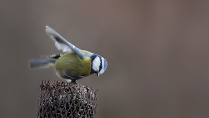 Little blue tit lands on the feeder ..