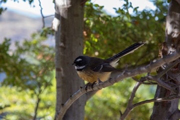 Schwarz gelber Vogel auf einem Ast