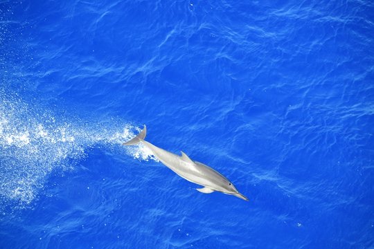 Spinner Dolphin