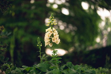 white foxglove flowers blooming in a garden © Amy Buxton