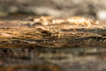 Tree Skin Close up
