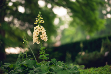 white foxglove flowers blooming in a garden © Amy Buxton