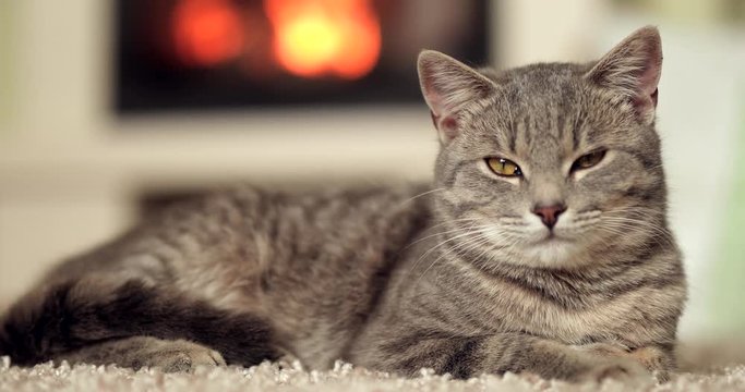 Cat sitting on the carpet near the fire place. 4K Footage - Video