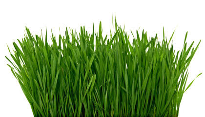 Wheat green grass isolated on white background