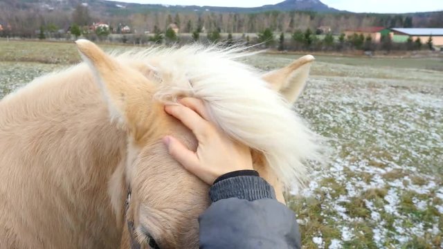 Woman hand is stroking grey horse mane. Nice touch between people and horses.