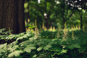 bottlebrush buckeye flowers blooming in the woods