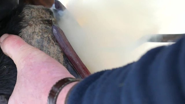 Hot shoeing of horse hoof. Man put hot horseshoe on hoof to burn rough surface