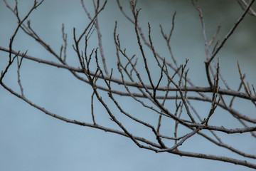 Dead Branch by The Sea