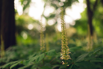 bottlebrush buckeye flowers blooming in the woods