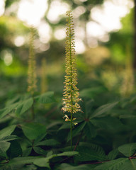 bottlebrush buckeye flowers blooming in the woods
