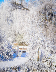 sunny, cold winter day in the garden, covered with snow; narrow path between ornamental plants; a large willow is distinguished by darker, thick branches