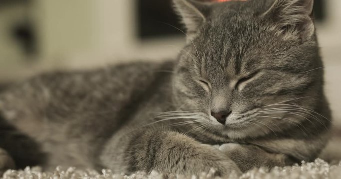 Cat sitting on the carpet near the fire place. 4K Footage - Video