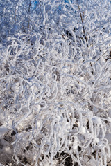 an abstract picture of winter