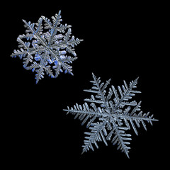 Extreme magnification: two snowflakes isolated on black background. Macro photo of real snow crystals: elegant stellar dendrites with ornate shapes, glossy relief surface and complex inner details.