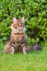 Naklejka na ściany i meble Portrait of Maine Coon Cat at park. Young cute Cat with leash. Pets walking outdoor adventure on green grass.