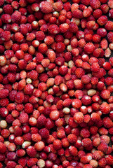 Wild strawberries background