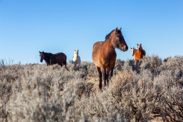 Beautiful group of Wild Horses in the desert of New Mexico, United States of America.